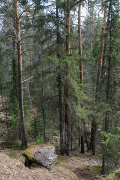 Dense forest grows on the slopes of the mountain Stock Photos