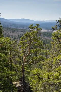 Dense forest grows on the slopes of the mountain Stock Photos