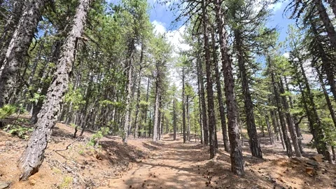 Dense Forest Hiking Trail Camera Movement Troodos Cyprus 4K Stock Footage 341249946