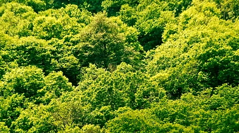 A dense forest on the hill in the bright summer light Stock Footage 65730393