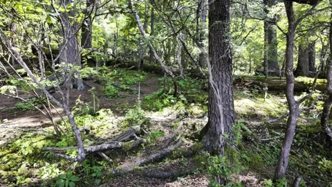 Dense Forest Interior with Moss, Ferns and Dappled Sunlight Stock Footage 340131250