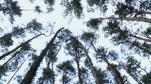 Dense forest interior with multiple tree trunks and natural lighting Stockbeeldmateriaal 312653155