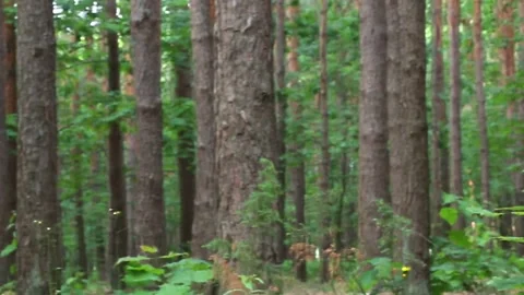Dense forest interior with tall tree trunks and natural lighting Vidéo 313253715