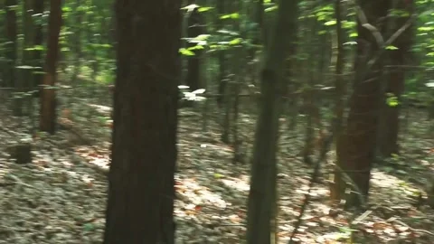 Dense forest interior with tall trees and natural lighting Stock Footage 313086460