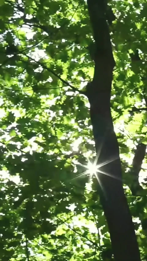 Dense forest interior with tall trees and filtered sunlight Stockbeeldmateriaal 313838010