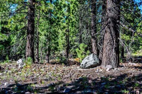 Dense forest of Jeffrey Pine Trees with a floor covered with pinecones and Foto stock