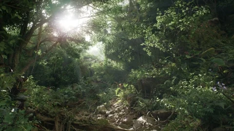 Dense Forest Jungle On Windy Sunny Day Video stock 259656702