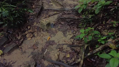 Dense forest, Kallar Meenmutty, Thiruvananthapuram, Kerala Stock Footage 225223003