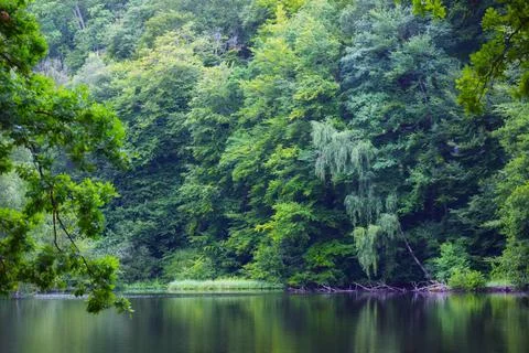 Dense forest with a lake 写真素材
