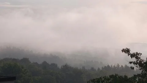 Dense forest landscape covered in thick white fog. Stock Photos