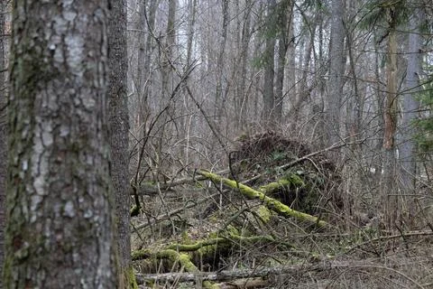 Dense forest landscape with fallen trees and moss Fotos Stock