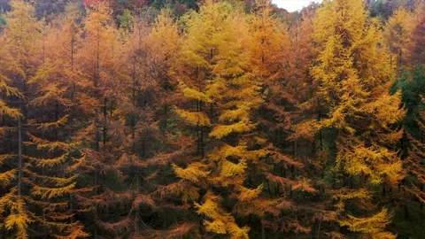 Dense Forest Landscape Featuring Yellow and Orange Autumn Foliage in Seasonal Video stock 342007037