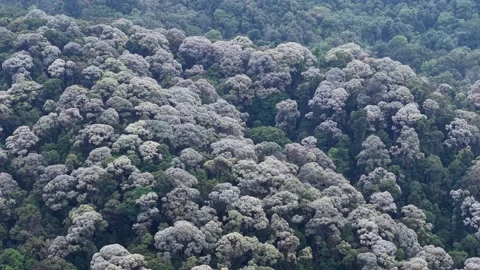 Dense forest landscape with flowering trees and lush greenery 库存影片 346912075