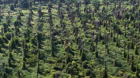 Dense Forest Landscape with Scattered Tree Stumps Vidéo 339825406