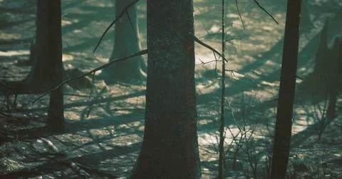 Dense forest landscape with sunlight filtering through tall trees in nature Stock Illustration