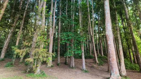 Dense Forest Landscape with Tall Tree Trunks and Green Foliage Stock Photos