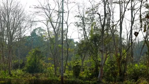 Dense Forest Landscape with Tall Trees and Natural Green Vegetation Stock Footage 327608143