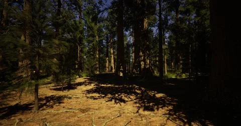 Dense forest landscape with tall trees and sunlight breaking through Stock Illustration