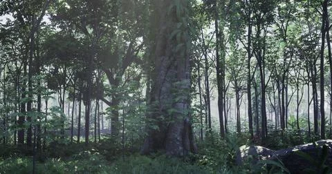 Dense forest with large trees and lush greenery under soft light Stock Illustration