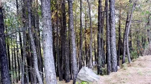 Dense Forest with Lush Green Trees, Rich Biodiversity 動画素材 339532114