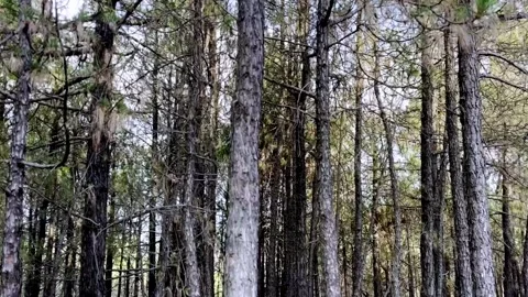 Dense Forest with Lush Green Trees, Rich Biodiversity Stock-Footage 339532123