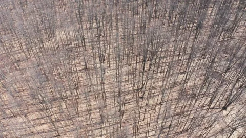 Dense Forest of Maple Trees Aerial Drone Tilts Up Revealing Sky Stock Footage 151693850