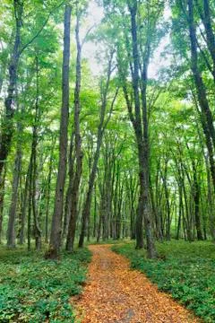 Dense forest in the middle of autumn Stock Photos