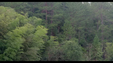 Dense forest with misty atmosphere, no people Stock Footage 329767711