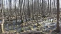 Dense forest moor landscape in early spring season nature reserve 4k or 4k+ Resolution