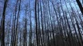 Dense forest moor landscape in early spring season nature reserve 4k or 4k+ Resolution