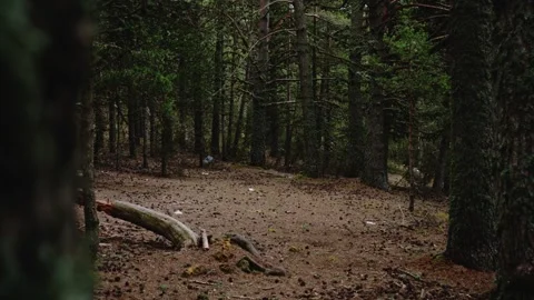 Dense Forest with Mossy Trees Stock Footage 297989978