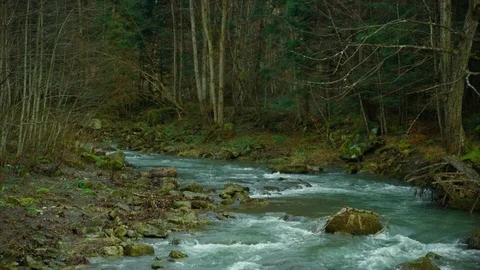 Dense forest, mountain river with stones Stock Footage 84971157