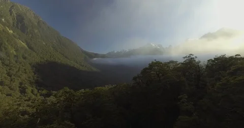 Dense forest on the mountain slope Stock Footage 95018258