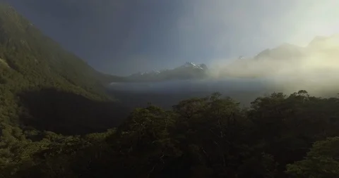 Dense forest on the mountain slope Vidéo 95018477