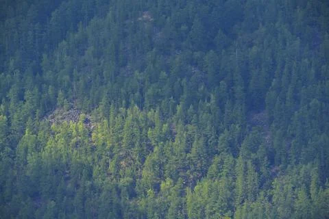Dense forest on a mountain slope Stock Photos