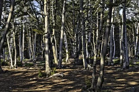 Dense forest in the mountains Stock Photos