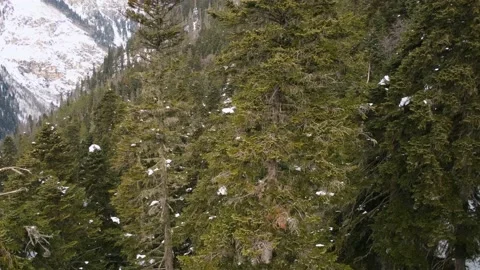 Dense forest on the mountainside 動画素材 151224180