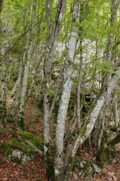 Dense Forest next to the Pozar Thermal Baths Aridaia Greece 스톡 사진