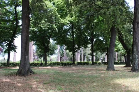 Dense forest older trees and natural greenery in the forest Stock Photos
