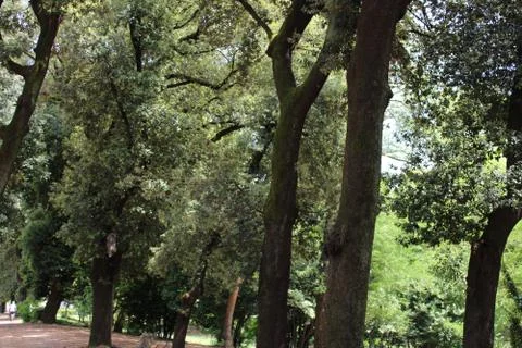 Dense forest older trees and natural greenery in the forest Stock Photos