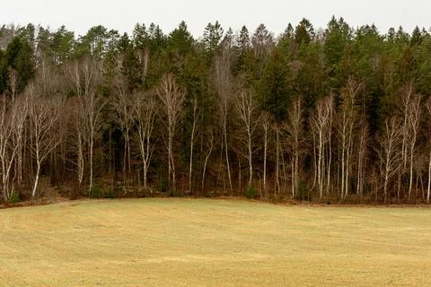 Dense forest by an open field Stock Photos