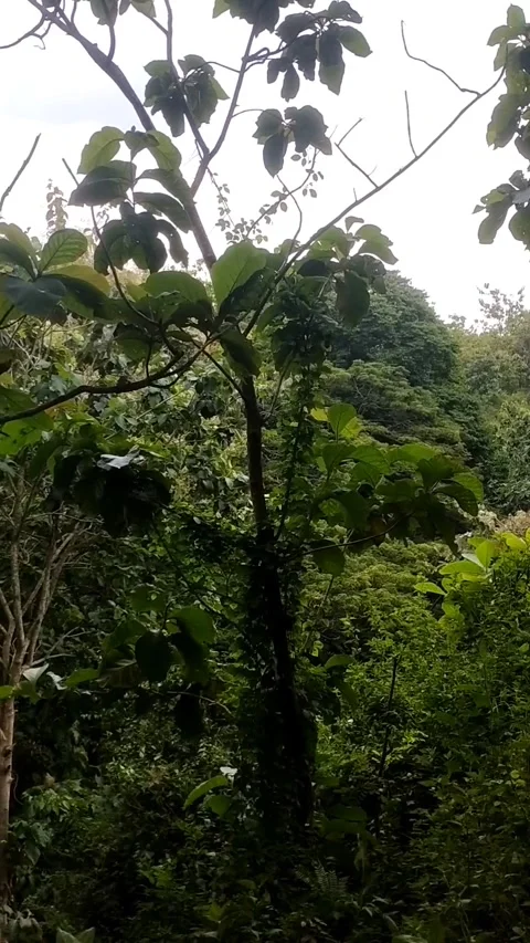 Dense forest or area of lush green vegetation Stock Footage 327453009