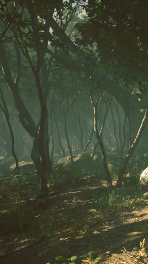 Dense forest path in the morning light with rocks and trees visible 库存影片 333565521