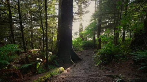 Dense Forest Path with Sunlight Stock Footage 341366672