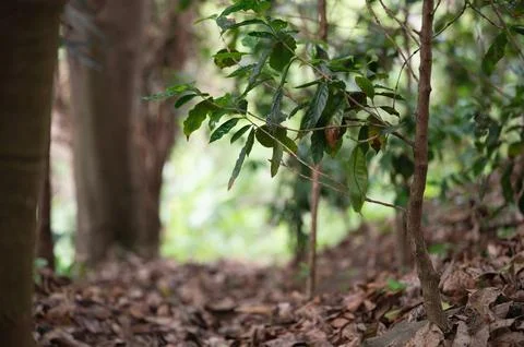 Dense forest path surrounded by vibrant green foliage during daylight hours Stock Photos