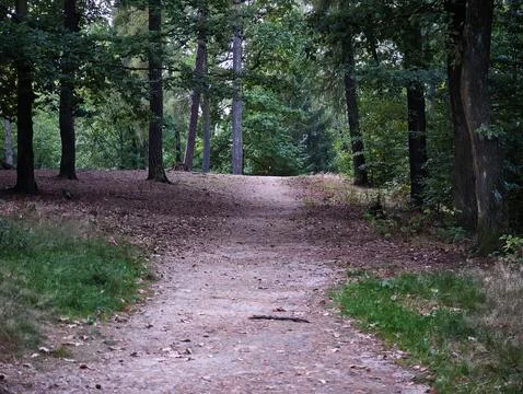 Dense forest path winding between tall trees with fallen leaves along dirt trail Stock Photos