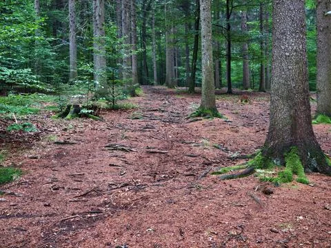 Dense forest path winding through towering trees, sunlit pine needles cover.. Stock Photos