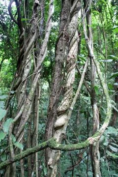 Dense forest Stock Photos