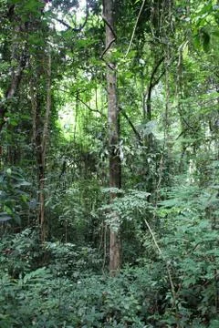 Dense forest Stock Photos
