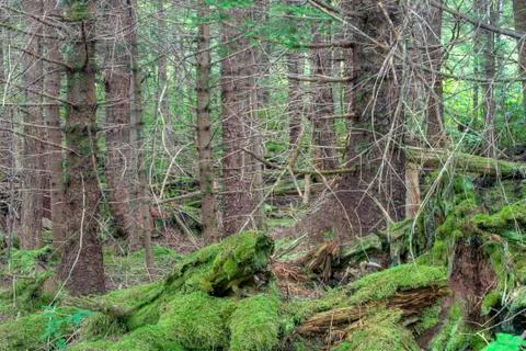 Dense forest Fotos Stock